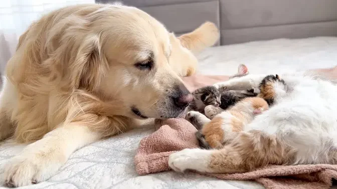 Golden Retriever Reacts to Mother Cat Feeding Baby Kittens