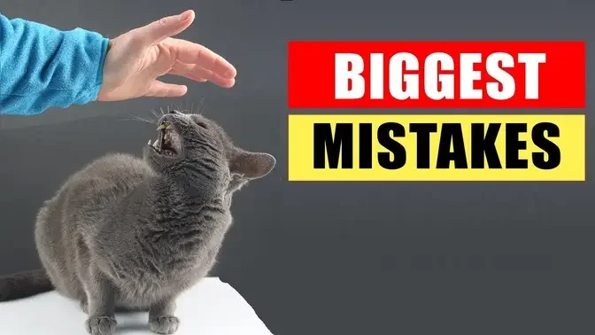 Common Mistakes Cat Owners Make