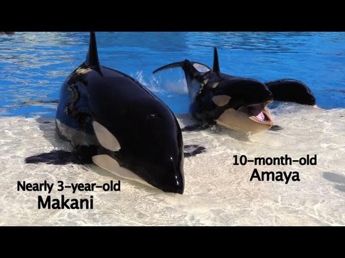 7 Interesting Facts About Killer Whale Development