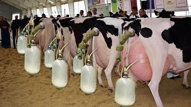 Latest Modern Dairy Farming Process - Milk Harvest - Million Dollars High Efficiency Cleaning System