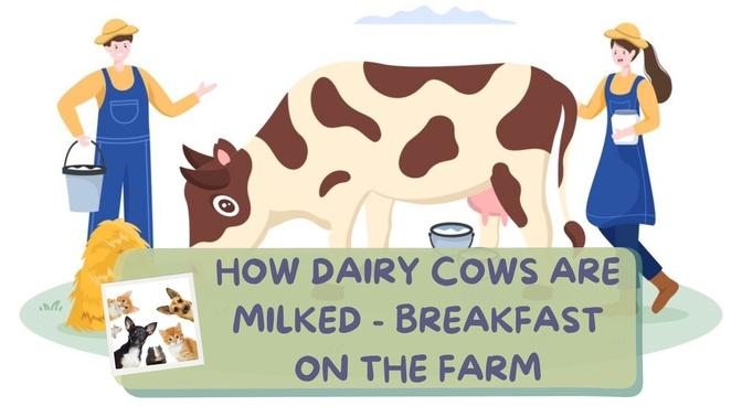 How Dairy Cows Are Milked - Breakfast on the Farm.