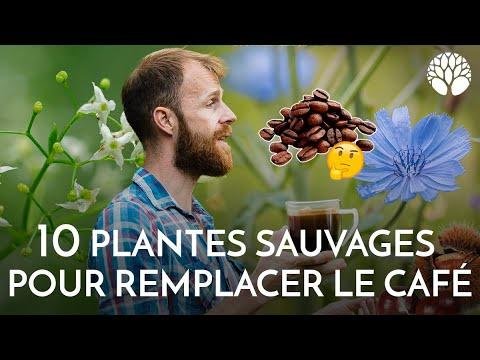 10 plantes sauvages pour remplacer le café