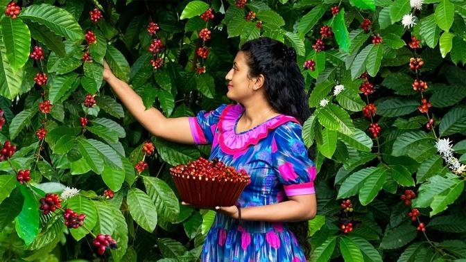 Fresh coffee beans makes wonderful dishes! | Orange coffee cake recipe | Poorna - The nature girl