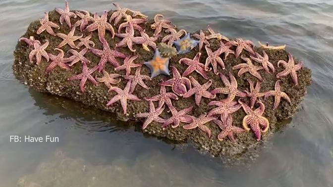 Natural Life at the sea | Catching starfish