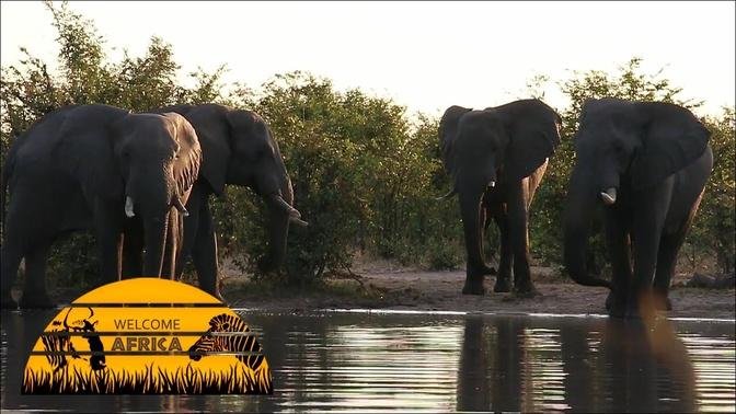 Four Elephant Bulls On The Other Side Of The River