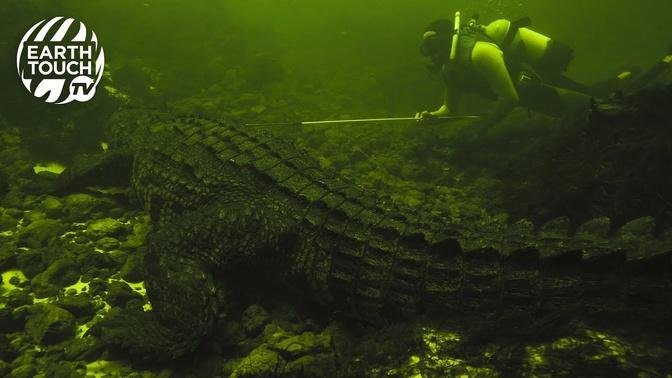 How well can crocodiles see underwater?