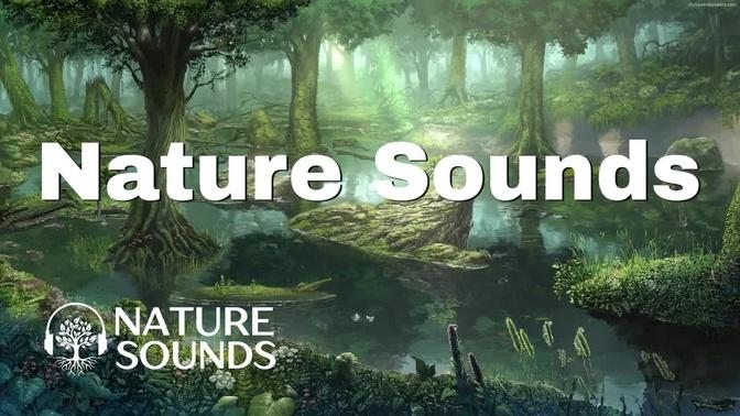 Nature Sounds Forest Sounds Relaxing Nature Sounds Bird Sounds Sleep Sounds Nature Music