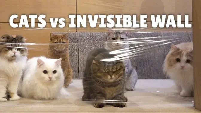 Cats vs Invisible Wall _ Kittisaurus