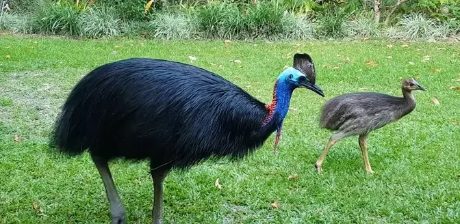 Top 4 Tallest Bird in The World