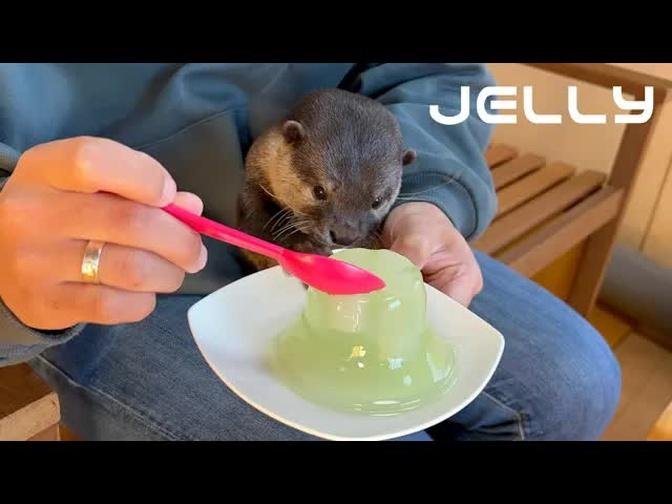 カワウソココちゃんの前でゼリーを食べたら大変なことになりました笑If I ate jelly in front of an otter, I would be in trouble lol