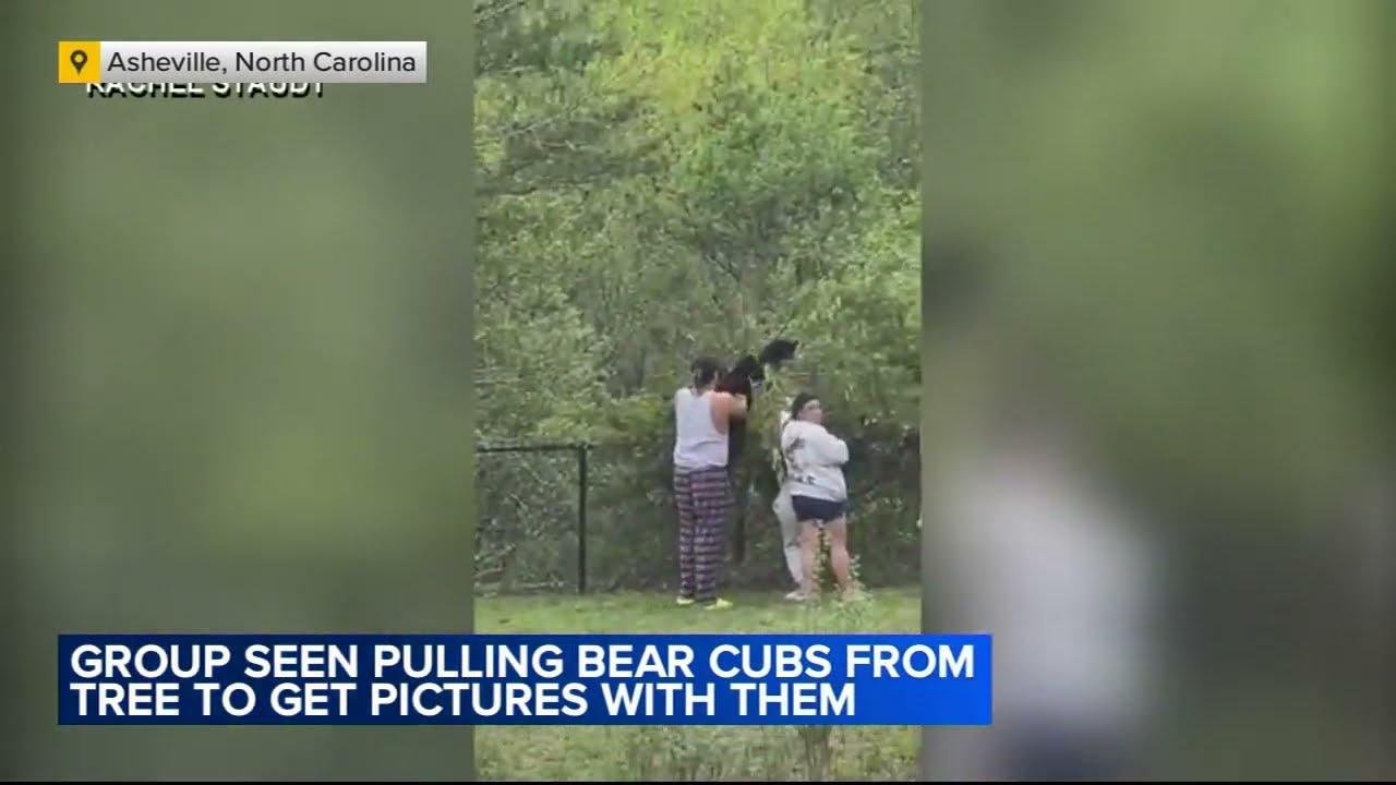 VIDEO: Group seen pulling black bear cubs from tree to get selfie
