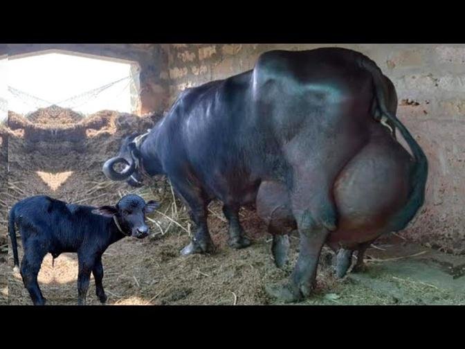 India's No 1 Jafrabadi Buffalo  Breed Topli and Devraj Bull 30 Kg Milk Record of Lakshami Dairy Farm