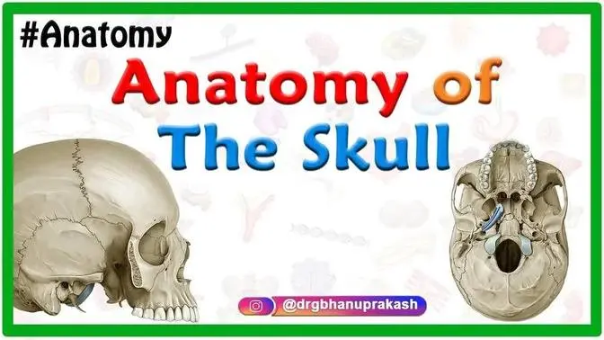 Anatomy of the Skull: Norma basalis ( Anterior part , Middle part and ...