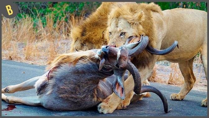 15 Brutales Leones Cazando Animales Con Golpes Asesinos
