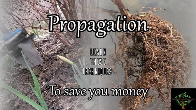 Propagating techniques you should learn. Save money making your permaculture food forest.