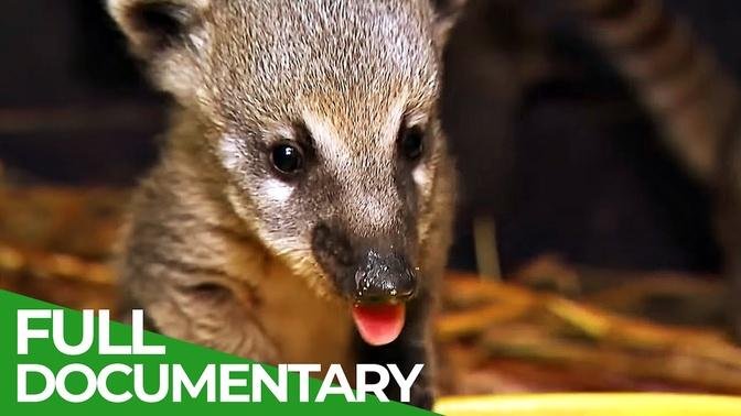 Baby Animals Discovering Their World _ Episode 13 _ Free Documentary Nature