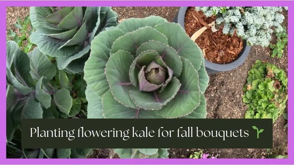 Planting Flowering Kale for Stunning Fall Bouquets
