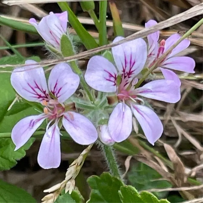 In Australia