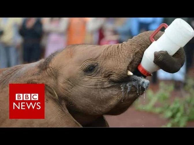 One Woman S Mission To Save Orphaned Elephants Bbc News