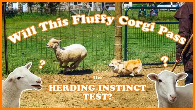 Fluffy Corgi Vs. Sheep