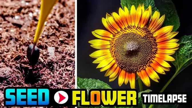 Sunflower Time Lapse - 62 Days Full Growing (Seed to Flower)