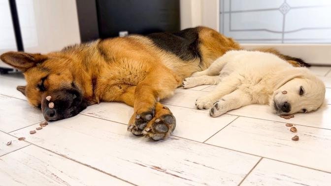 Trying to Wake up a German Shepherd and a Golden Retriever Puppy