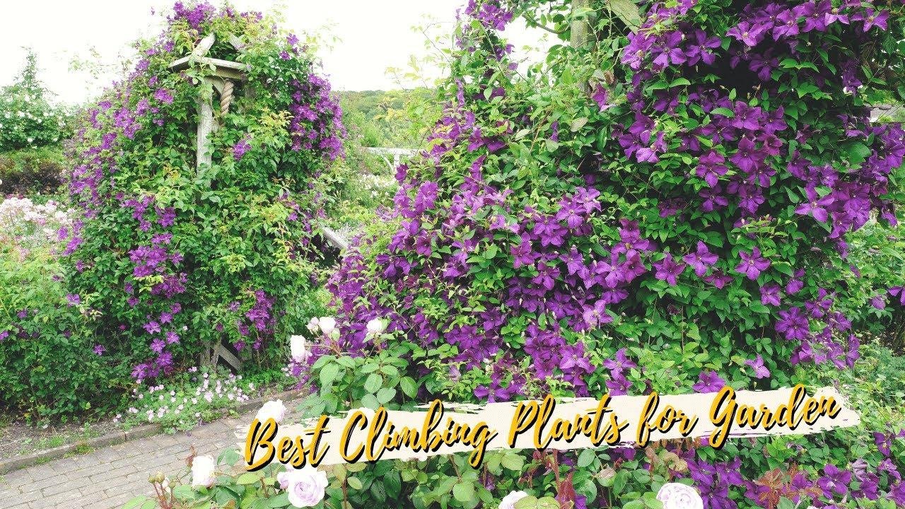 10 Best Beauty Climbing Plants for Garden Arches🌺🌸 Videos PlantDo