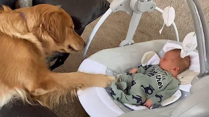 The Golden Retriever Dog's Unwavering Devotion to a Little Friend 🍭 Cute dog and human