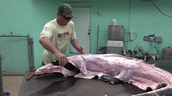 How to Trophy Process an alligator | Videos | deermeatfordinner | Gan ...