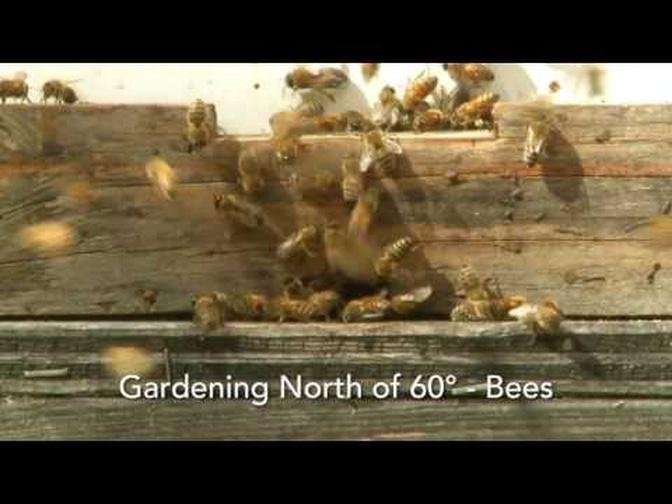 The Curious Gardener Ep 5 Bees