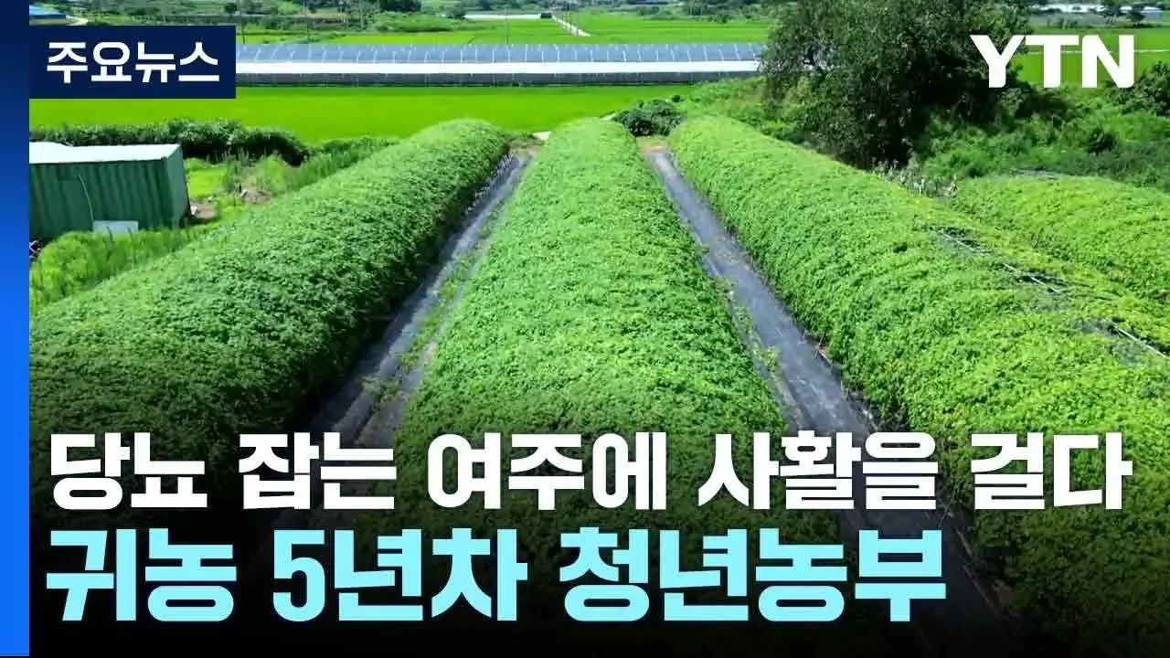 [청년농부] 당뇨 잡는 여주에 사활을 걸다...귀농 5년차 청년농부 / YTN