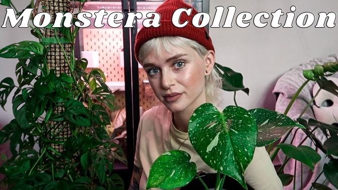 My Monstera Collection