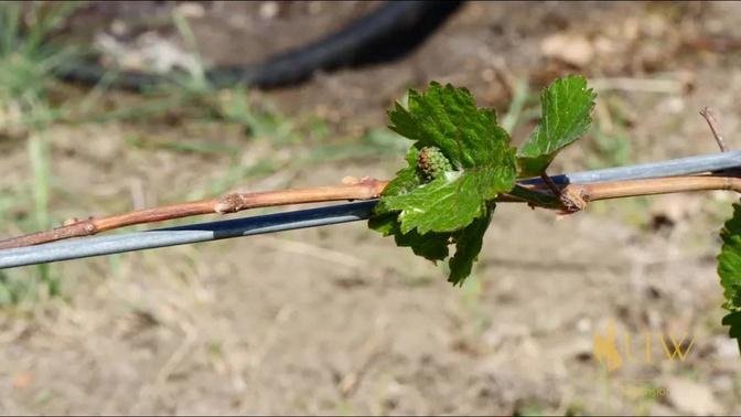 Grape Planting | From the Ground