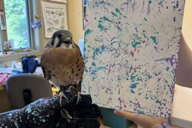 Meet Ferrisburgh, the Injured Bird That Got New Wings as an Artist