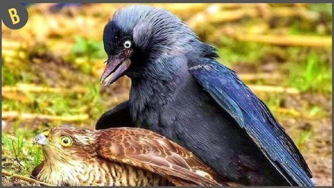 45 Momentos Ridículos Captados Por Las Cámaras Cuando Los Pájaros Se Convierten En Presas
