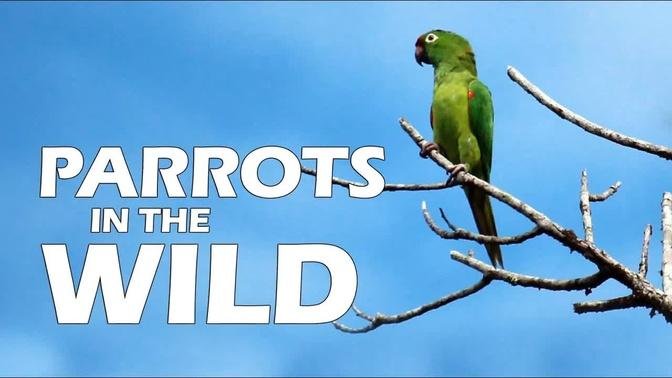 Parrots in the Wild
