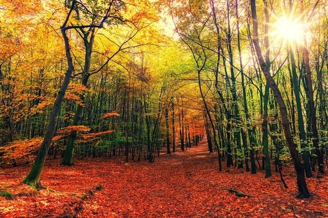 Enchanting Autumn Forests with Beautiful Piano Music - 4K Autumn Ambience & Fall Foliage