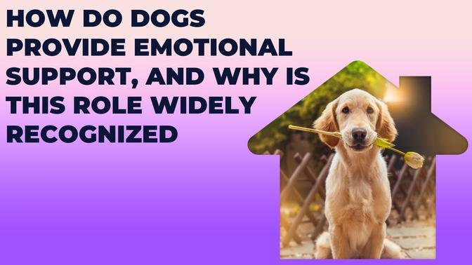 How Do Dogs Provide Emotional Support, and Why is This Role Widely Recognized