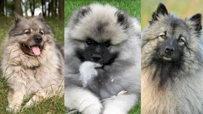 Keeshond | Funny and cute dog Video compilation in 2022