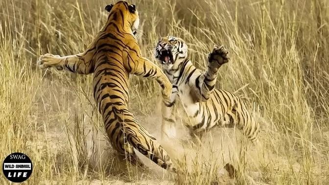 The Male tiger Lost His Life In A Brutal Fight To Defend His Territory | Wild Animal Life