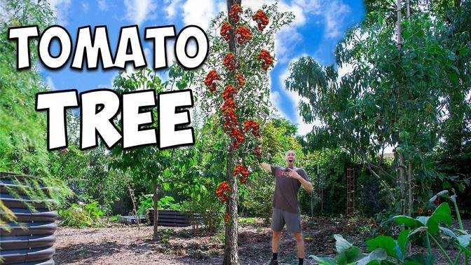 How to Grow a TOMATO TREE! (Secret Techniques Revealed)