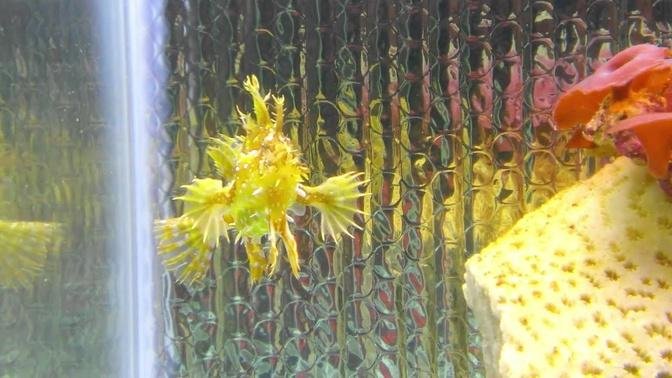 Sargassum Angler Frog Fish Feeding