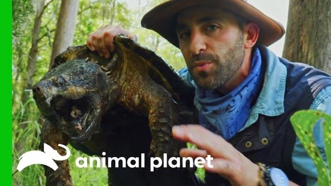 Learn About The Alligator Snapping Turtle With Coyote Peterson! - Brave The Wild   
