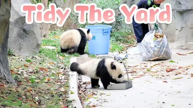 Panda Helping Nanny To Tidy The Yard | iPanda