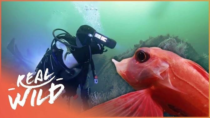 Exploring The Mysterious Creatures Of The Coral Reef | Real Wild