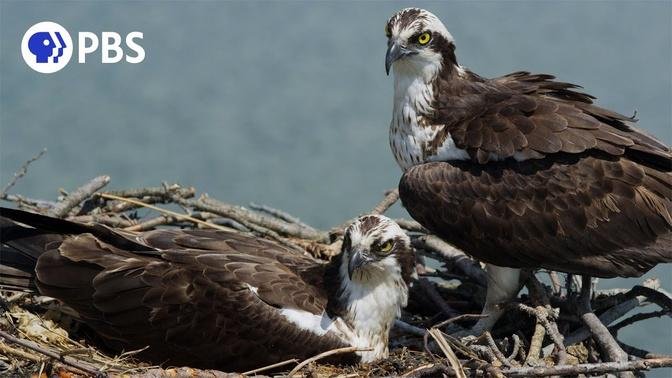 Osprey Pair Guards Nest From Intruders