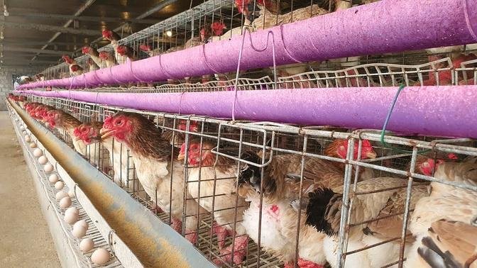 Extreme modern Chicken Farming Technology | Giant Chicken feet egg harvesting
