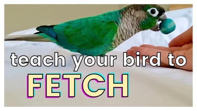 HOW TO TEACH YOUR BIRD TO FETCH | Play Fetch with Your Bird!