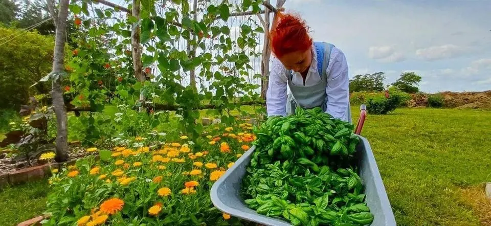 ASMR - Summer Food Cottage Garden Tour 2024 | Eggplant & Basil Harvest | Homemade basil Pesto