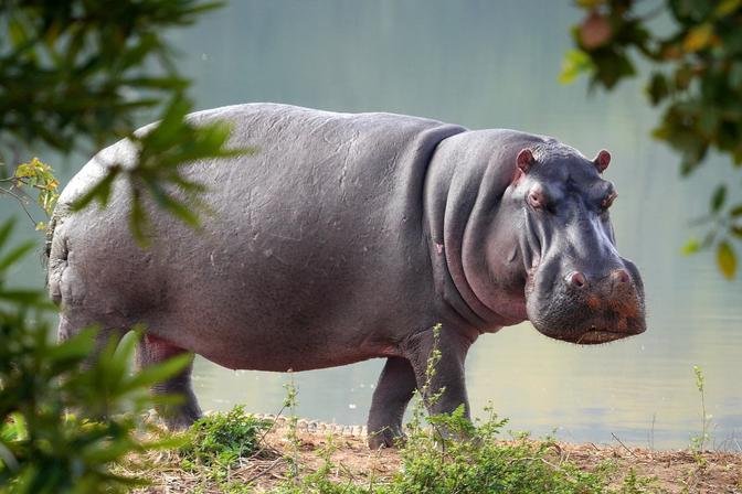 How to survive a hippo attack - All you need to know